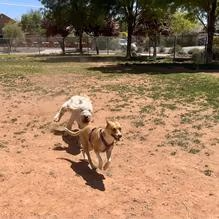 Dog Park at Firehouse Park photo 2